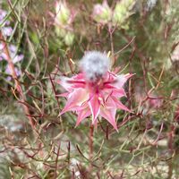 セルリア,元気もらえる,お花のある暮らしの画像