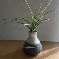 チランジア,エアプランツ,一輪挿し,信楽焼,iPhone撮影の画像