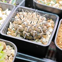 サギソウの画像