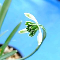 サボテン,スノードロップ,八重咲きスノードロップの画像