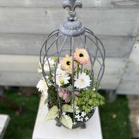 ソフォラ　リトルベイビー,ヒナソウ（白）,アネモネ・アンアリス,クリスマスローズ　リビヅス,オステオスペルマム　3D ダブルホワイトの画像