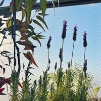 ラベンダー,ラベンダー,レモンユーカリ、,レモンユーカリ、の画像