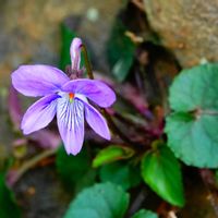 スミレ,スミレ,春一番,今日の一枚,寒の戻りの画像