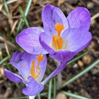 クロッカス,癒し,花のある暮らし,応援花❤️,❤️M.family❤️の画像