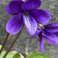 スミレ,ホンスミレ,ホンスミレ,山野草,スミレ科の画像