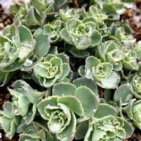 ミセバヤ,沈丁花,寒の戻り,庭の画像