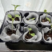 水耕栽培,家庭菜園初心者,室内管理,おうち園芸,家庭菜園の画像