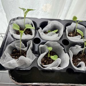 水耕栽培,家庭菜園初心者,室内管理,おうち園芸,家庭菜園の画像