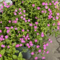 シレネ,ピンクパンサー,シレネピンクパンサー,ベランダの画像