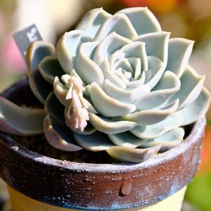 多肉植物,ベランダガーデニング,iPhone撮影,多肉植物のある暮らし,癒し…♡の画像