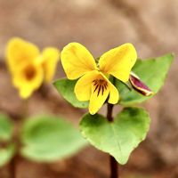 スミレ,キスミレ,山野草,GSのみなさんに感謝♡,GS皆様ありがとうの画像