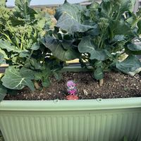 家庭菜園の画像