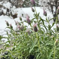 八重咲きストック,フレンチラベンダー,春の雪,サザンカ（山茶花）,モッコク（木斛）の画像