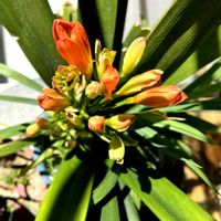 クンシラン,クンシラン,クンシラン,私の思い出❤️,神奈川に住む姉から♥️の画像