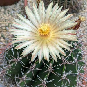 サボテン,サボテン,サボテン,サボテン,バニーカクタスの画像