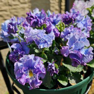 神戸べっぴんさんビオラ,ビオラ　レディ,パルプンテ,鉢植え,明るい日陰の画像