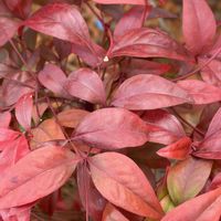 ナンテン,花壇,ガーデニング,山野草,樹木の画像