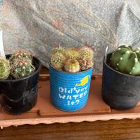 サボテン,サボテン,ルビーネックレス,月兎耳,短毛丸の画像