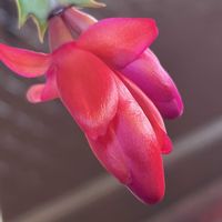 サボテン,シャコバサボテン,花壇,ガーデニング,サボテン科の画像