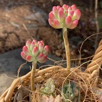 乙女心,紅葉する多肉の画像