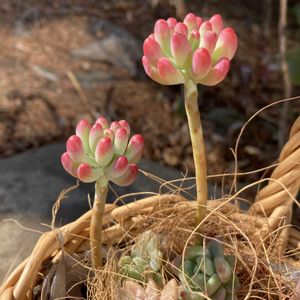 乙女心,紅葉する多肉の画像