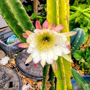 サボテン,サボテンの花,ウォーキング,今日のお花,晴天☀️の画像