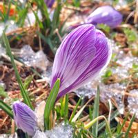 クロッカス,クロッカス 蕾,早咲き　クロッカス,雪にも耐えて,ガーデニングの画像