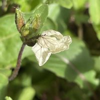 ルッコラの画像