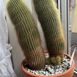 サボテン,金晃丸,縮玉,エキノフォスロカクタス属 縮玉,鉢植えの画像