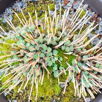 ミセバヤ,芽が出てきました。,癒し,花のある暮らし,庭の画像