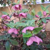 クリスマスローズ,プリムラ マラコイデス,玄関,ベランダの画像