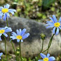 ブルーデージー,ムスカリ,癒し,植物のある暮らしの画像