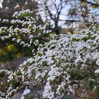 ユキヤナギ,ユキヤナギ,セキショウ,公園,落葉低木の画像