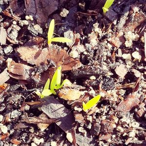 モモイロタンポポ,ヤグルマギク,クリスマスローズ ステルニー,カラーリーフ クリスマスローズ,種まきの画像