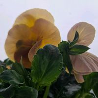 アリッサム,よく咲くスミレ,ベランダ栽培, ゆき  ,食べたいちごの種を蒔いて育った。の画像
