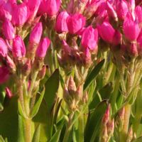 ヘリクリサムの画像