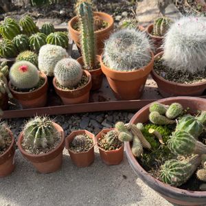 サボテン,温室,+安曇野の画像