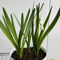 スノーフレークの画像