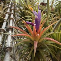 チランジア,イオナンタ,エアプランツの画像