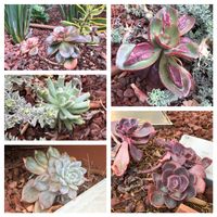 アロエ,グレビレア,ストック,ミセバヤ,ヒューケラの画像