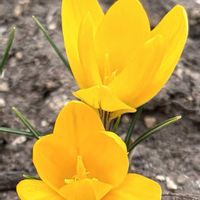 クロッカス,春の花,黄色い花,アヤメ科,さんぽの画像