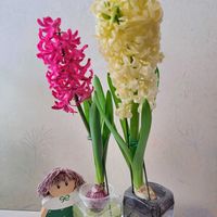 GSのみなさんに感謝♡,素敵な出会いに感謝,ヒヤシンス水栽培,GSの繋がりに感謝♡,お散歩ちゃんキーホルダーの画像