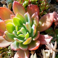 ルエラ,多肉寄せ植え,可愛い多肉ちゃん❤︎,増やしたい！,植物のある暮らしの画像