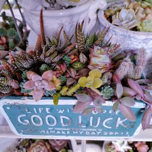 十二の巻,多肉植物いろいろ,多肉植物,多肉寄せ植え,お庭の植物の画像
