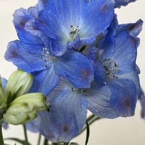 デルフィニウム,デルフィニウム,デルフィニウム,デルフィニウム,デルフィニウムの画像