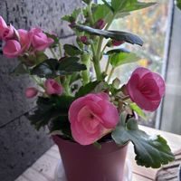 八重咲きベゴニア,オンシジウム  トゥインクル,シクラメンジックス,武器ではなく花を,on a dietの画像