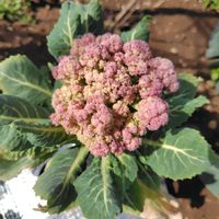 紫カリフラワー,オレンジ・カリフラワー,家庭菜園の画像