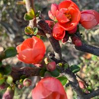 ボケ,芝桜,タンポポ,わけぎ,白木蓮（はくもくれん）の画像