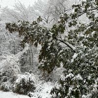 ヤマボウシ,ヤマボウシ,バラ　かおりかざり,雪❄,おへやで育てるばらの画像