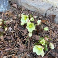 クリスマスローズ,クロッカスの画像